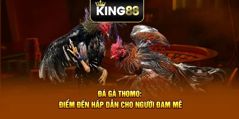 Đá Gà Thomo King88 - Trải Nghiệm Trận Đấu Đỉnh Cao Hấp Dẫn