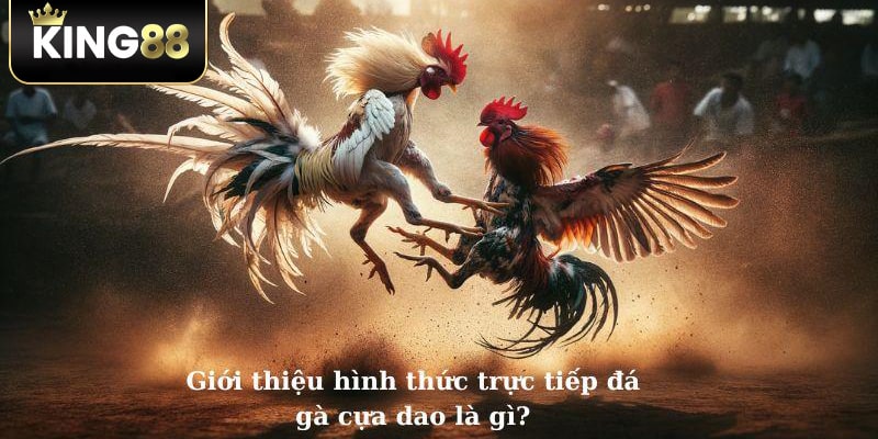 Sơ lược đá gà cựa dao 